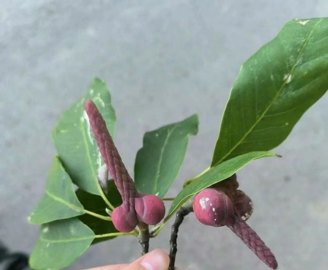 其实我知道，只是不想说而已-青知资源